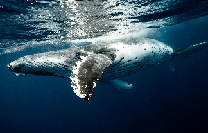 Animal Friday: Whales